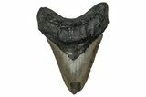 Fossil Megalodon Tooth - North Carolina #358921-1